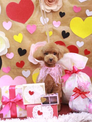 20230219モカちゃん